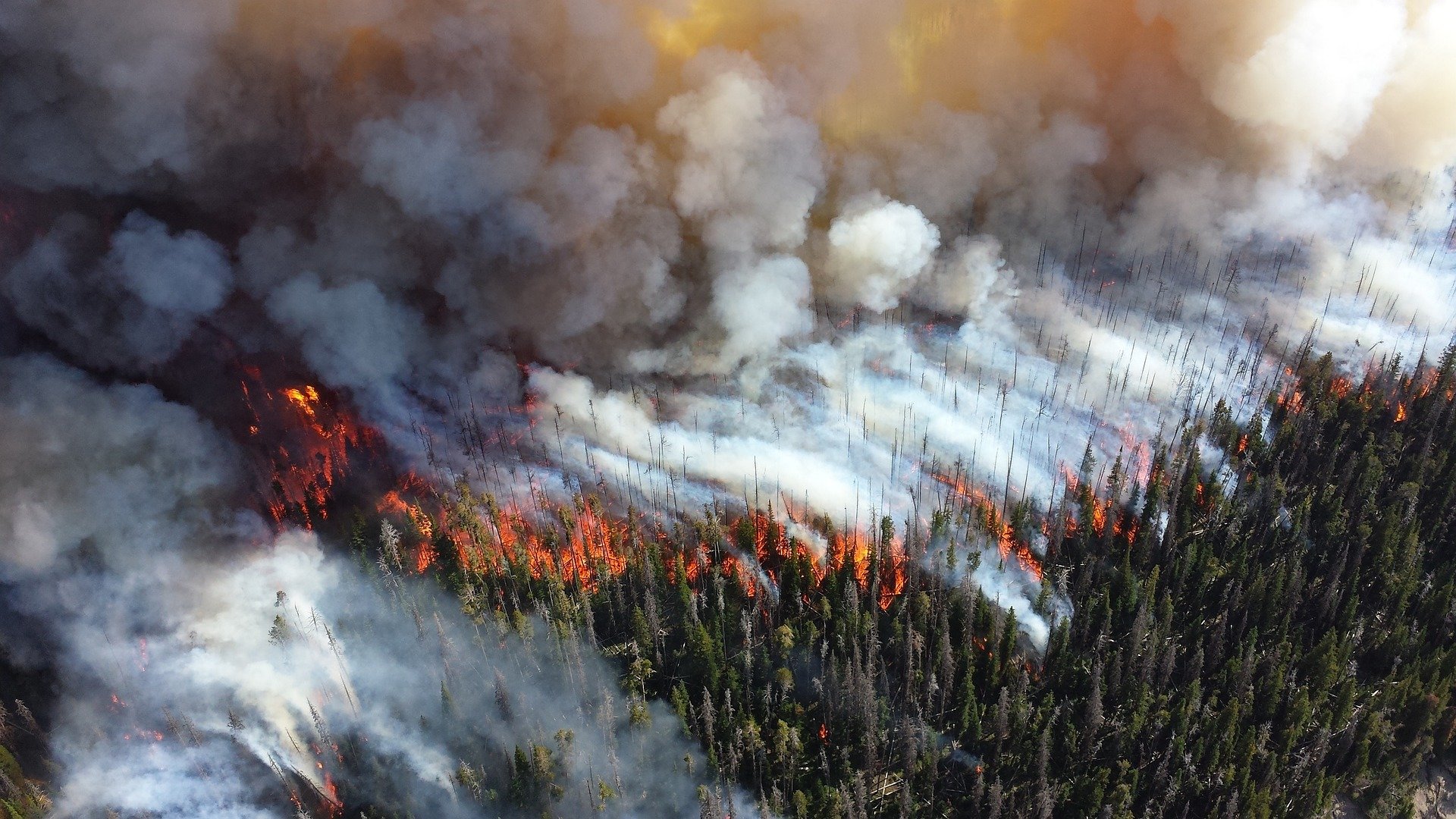 Bushfire Image